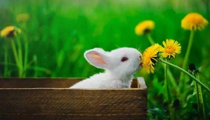 新野伴游，定制QQ：3494206190微信：act1322